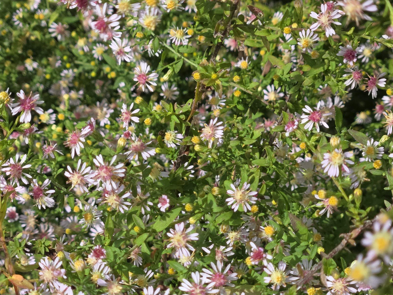 1/4 teasp+ Calico Aster Seed/NATIVE/Symphyotrichum lateriflorum /Native US Plant