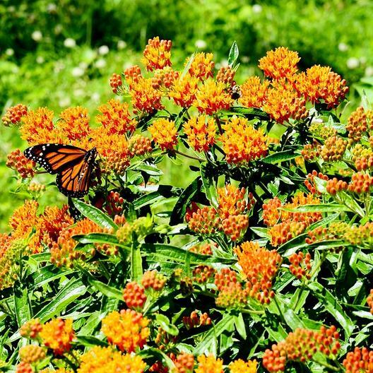 Landscaper’s Pack MONARCH BUTTERFLY BLEND Milkweed Pollinator Garden 3000 Seeds