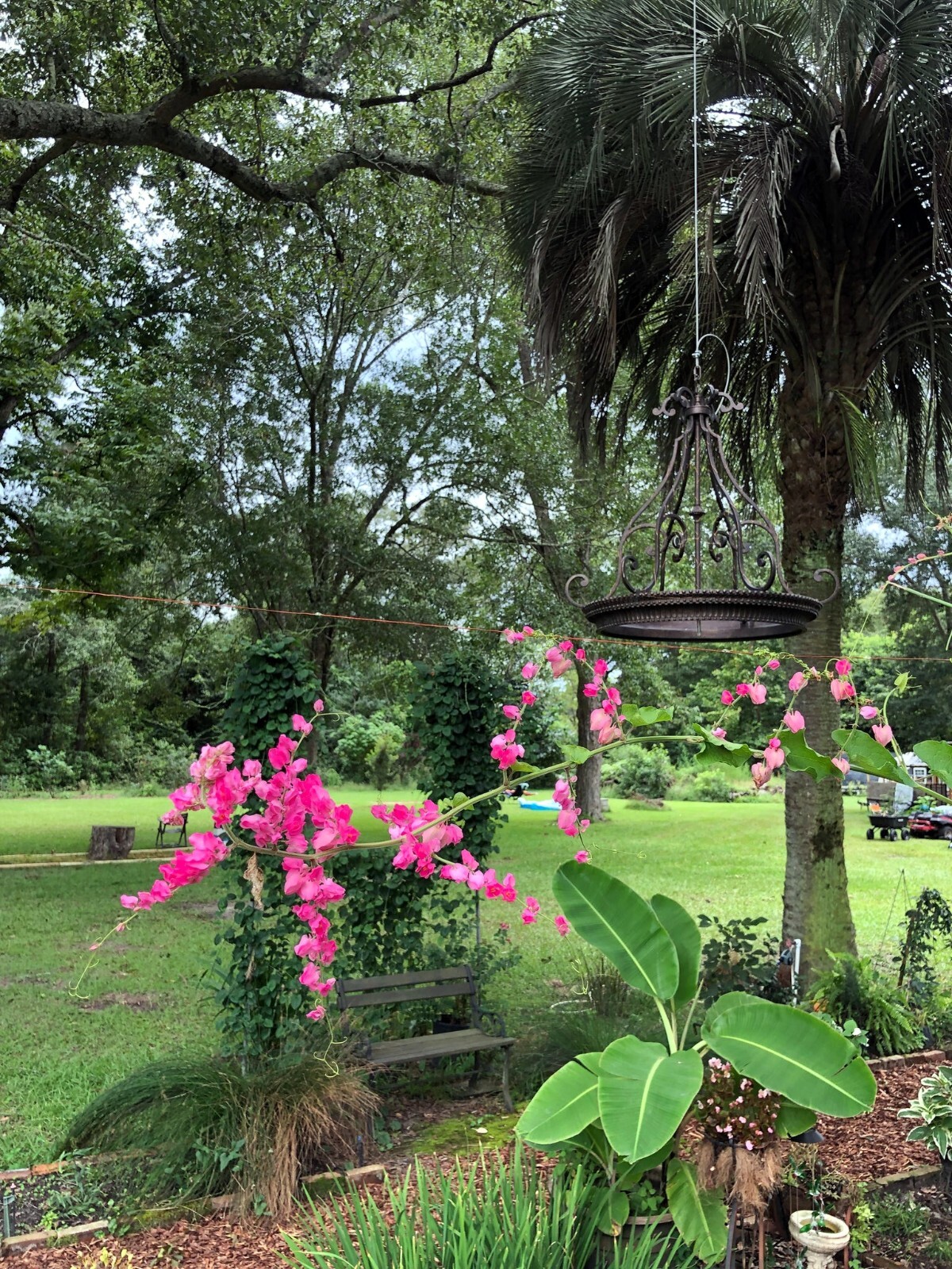 CORAL VINE SEEDS (Antigonon Leptopus) Mexican Creeper Chain of Love Pink Flower