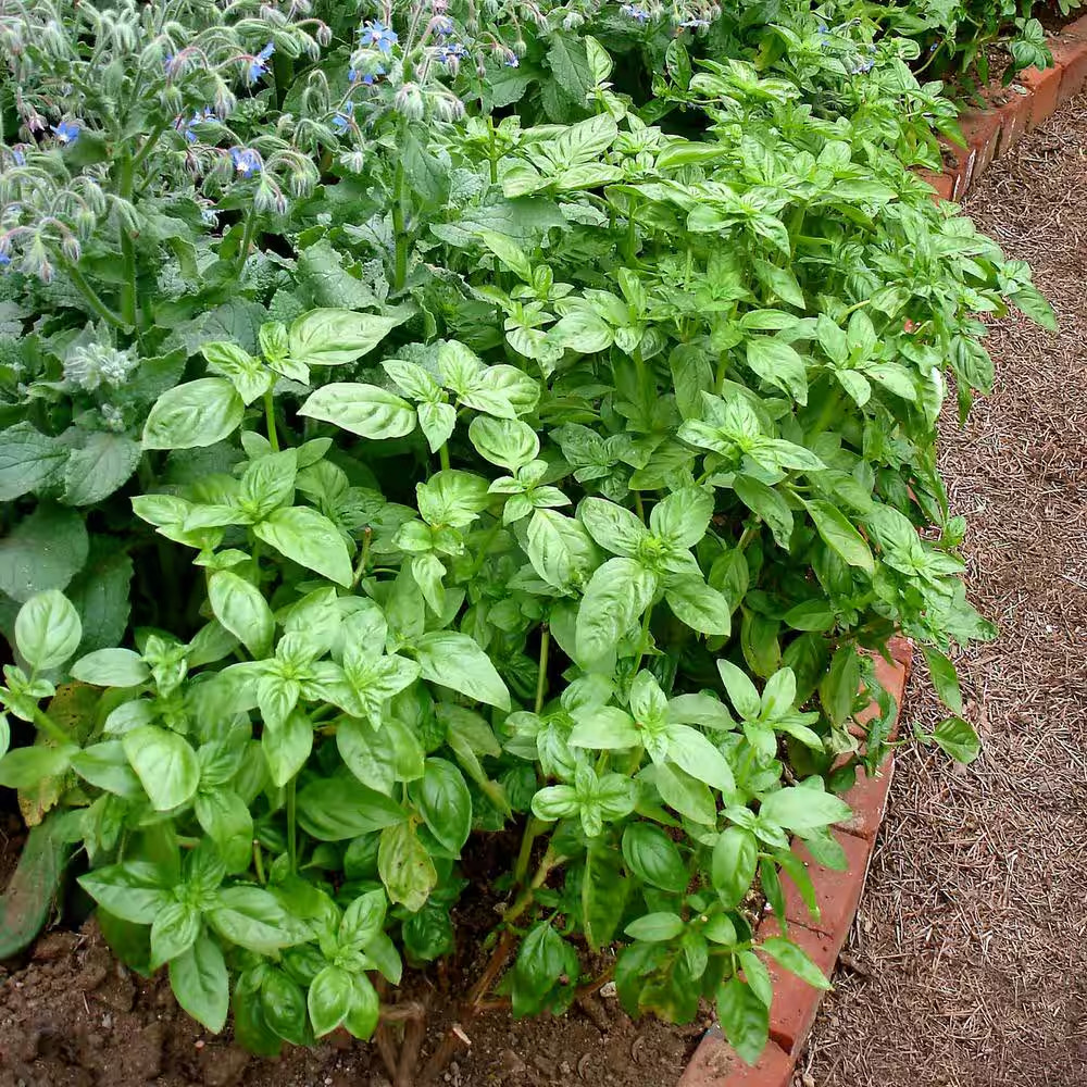 19 Oz. Sweet Basil Herb Plant (2-Pack)