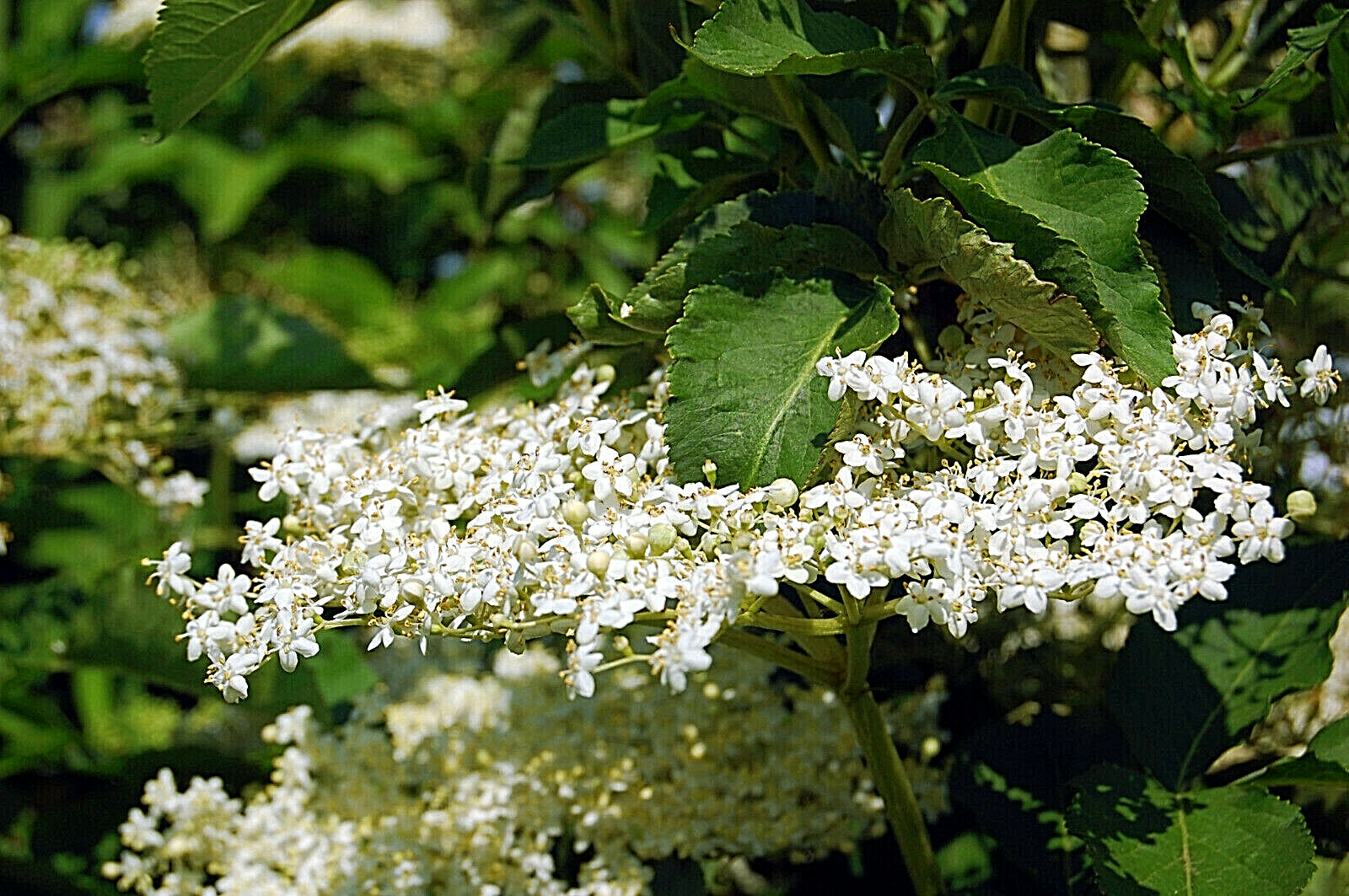 80 European Black Elderberry Seeds (Sambucus nigra), MEDICINAL TREE, USA Seller