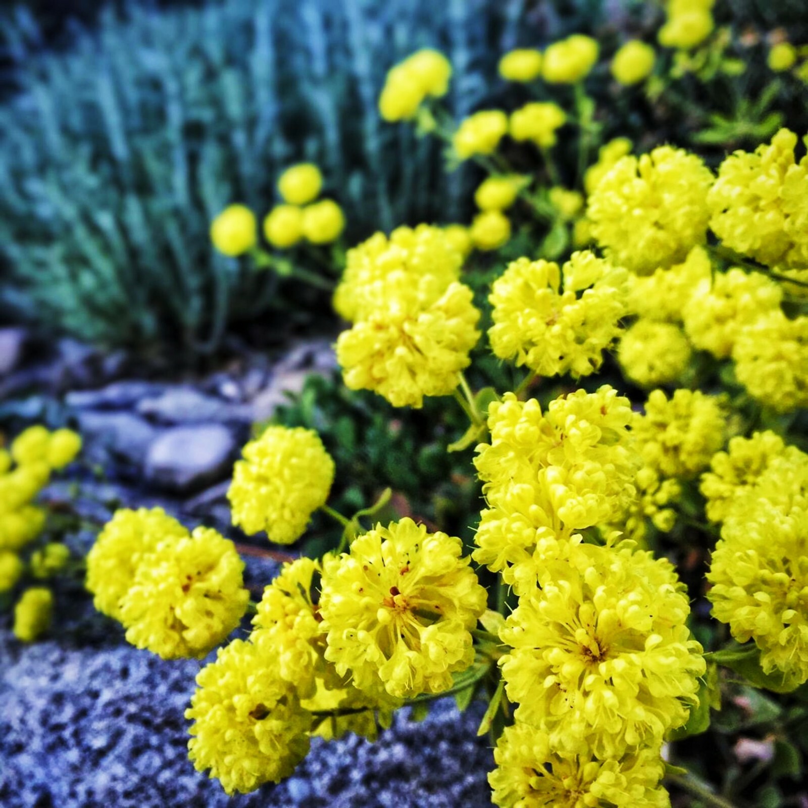 Sulphurflower BUCKWHEAT Flower Eriogonum umbellatum beautiful flower Yellow
