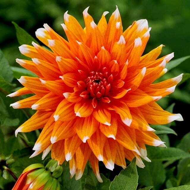 1-Dahlia COLOR SPECTACLE Bulb Tuber ORANGE -WHITE TIPS