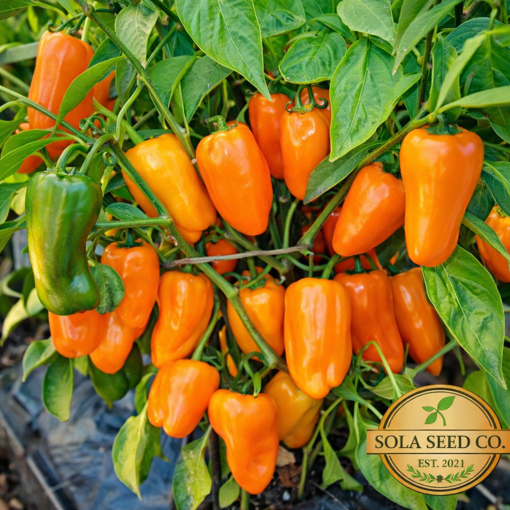 25 Organic Lunchbox Sweet Pepper Seeds Mix Red Orange Yellow 25+ Seeds Heirloom