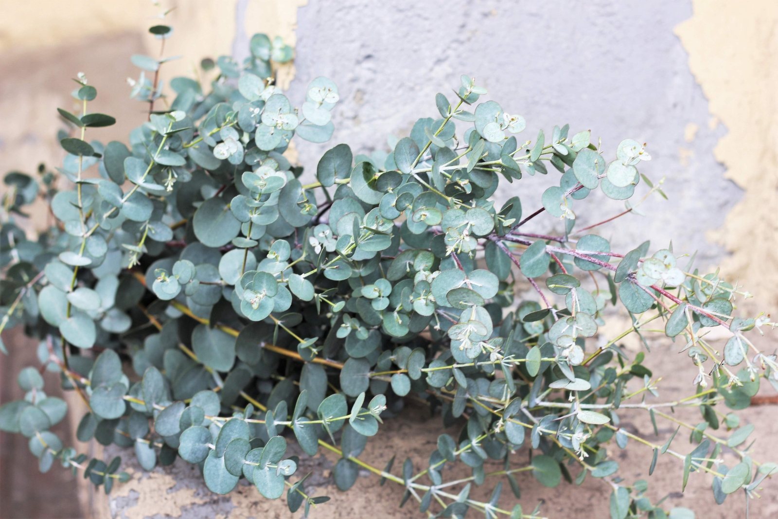 20 SILVER DROP EUCALYPTUS Gunnii Cider Gum Silver Blue Foliage Florist Tree Seed