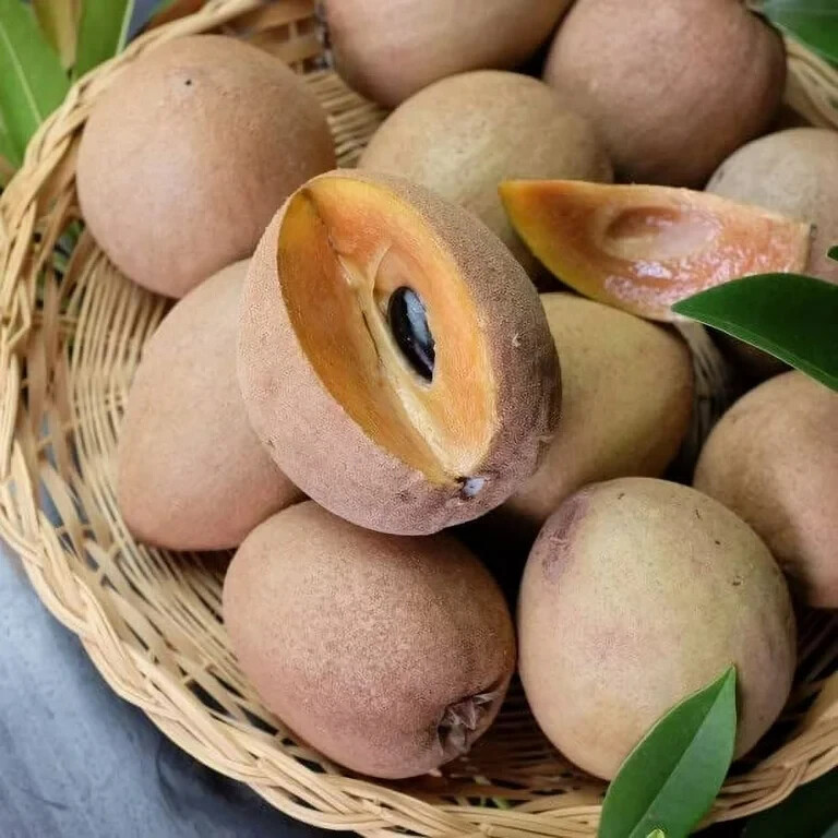 Sapote Sapodilla Nispero Manilkara Zapota Chiku Makok Tropical Seeds, 2024