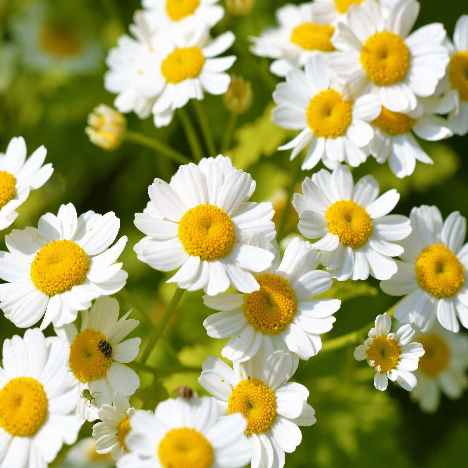 Feverfew Chrysanthemum Seeds 5000 Pcs, Perennial Flower Seeds for Gardens