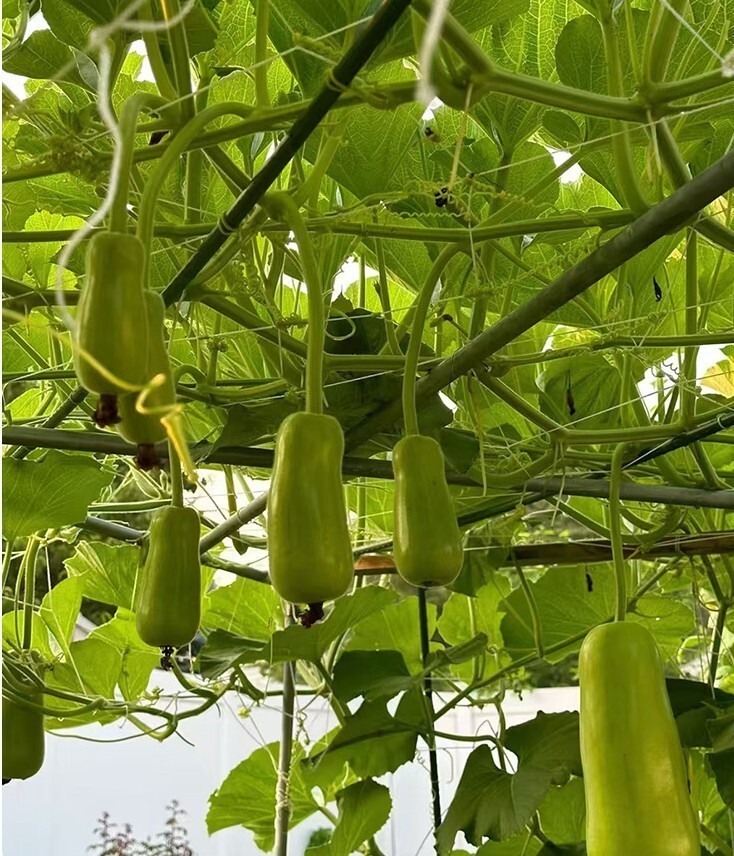 15+Calabash Bottle Gourd Seeds Chinese Pugua Nam Tao Yao Lauki Opo Vegetable USA
