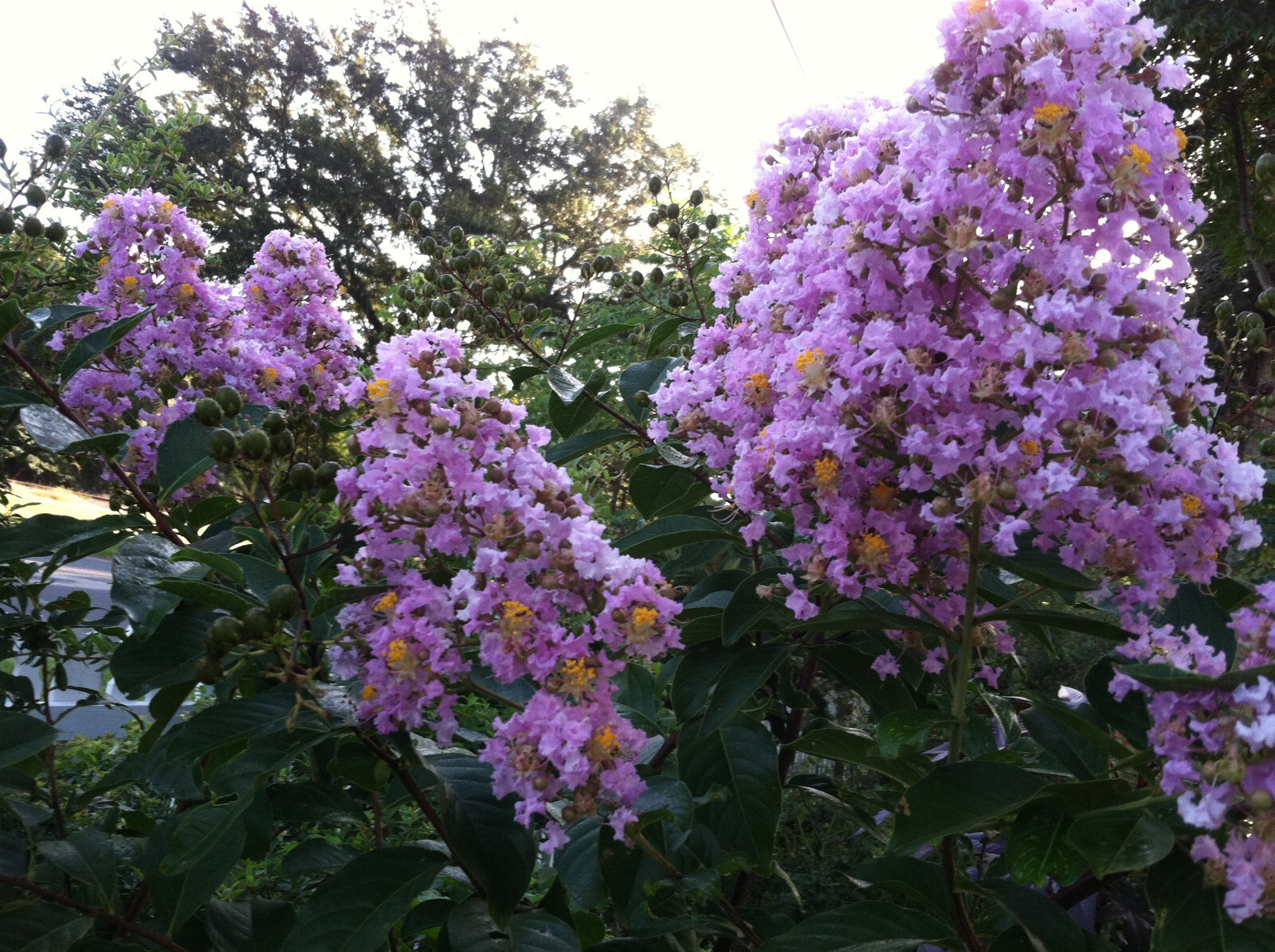Lagerstroemia Crape Myrtle | speciosa | Giant Crape Myrtle | 10 seeds