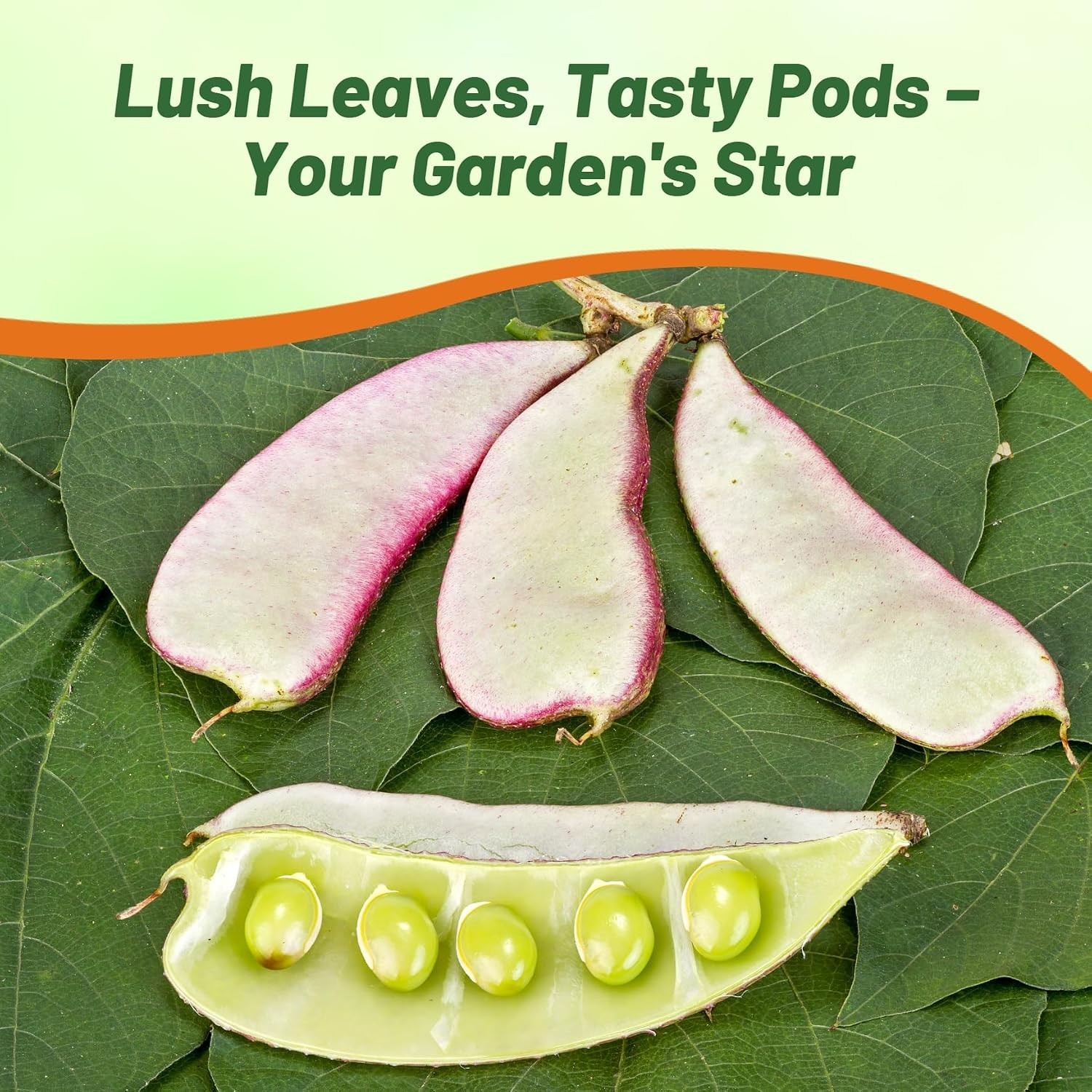 Vibrant Green Lablab Vine Seeds – Fast-Growing, 100 Pcs for Culinary Gardens