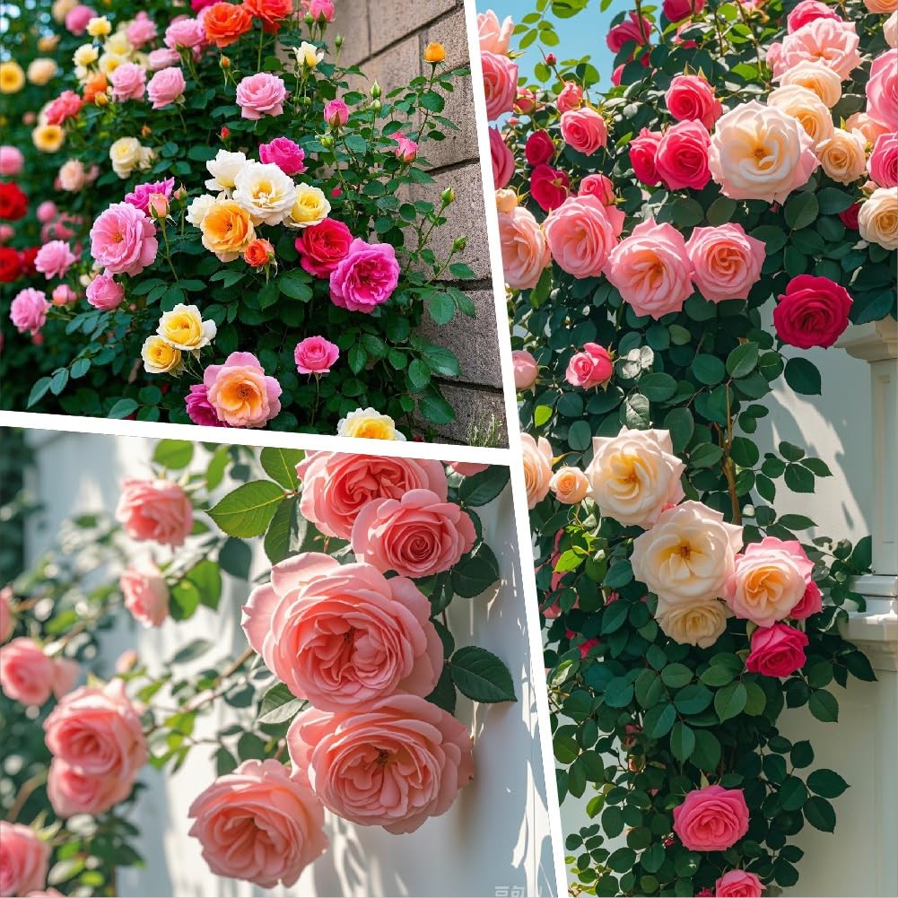 250+ Mix Climbing Roses Flowers Seeds -Rose Bushes Vine Seeds for Planting