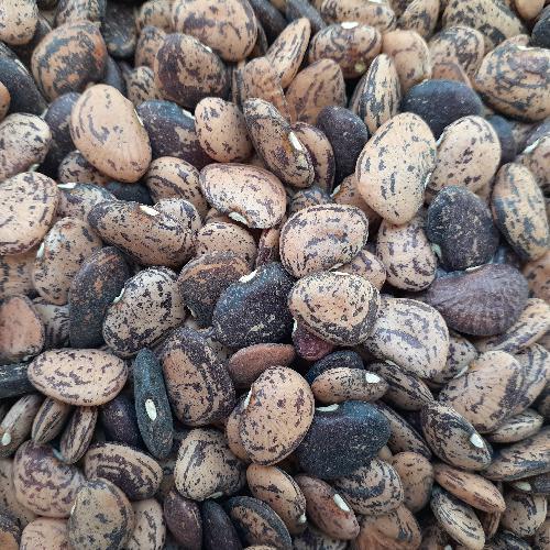 Jackson Wonder Lima Bean, Heirloom, Calico or Jackson Wonder Lima Bush Bean