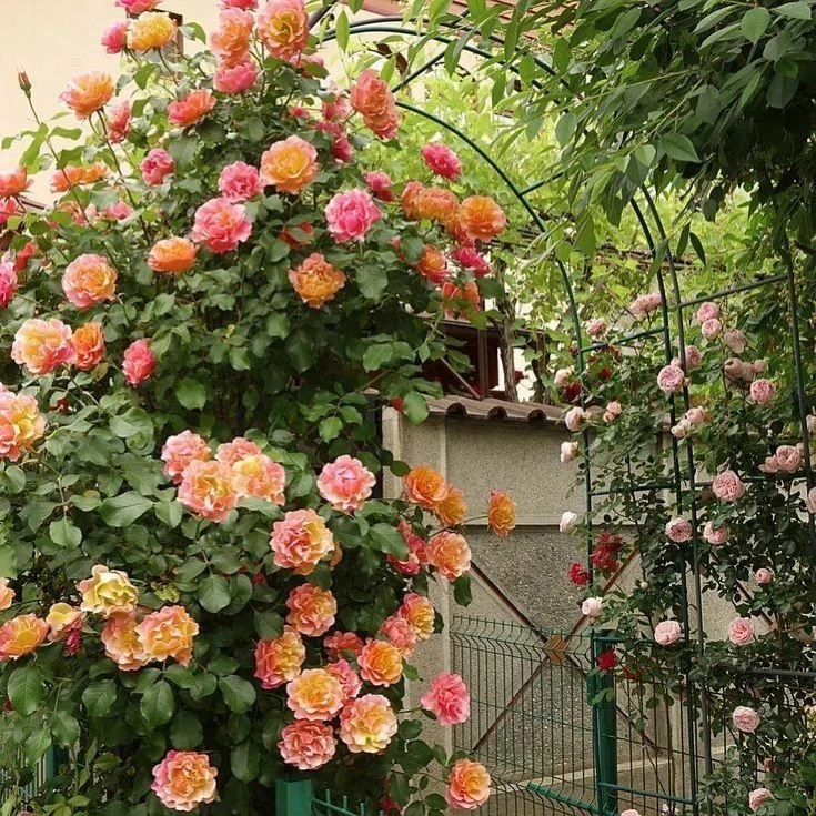 Joesphs Coat Climbing Rose Seeds- 50 or 100 Seeds.USA Seller- Free Shipping