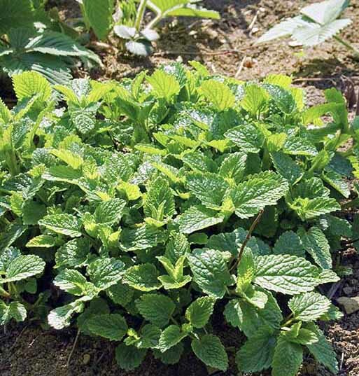 200+Lemon Balm Seeds(Melissa Officinalis)Common BalmMint Sweet Balm Heirloom USA