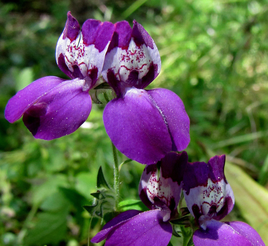 Chinese Houses Seeds, Purple, Heirloom Flower Seeds, Very Unusual Blooms, 75ct