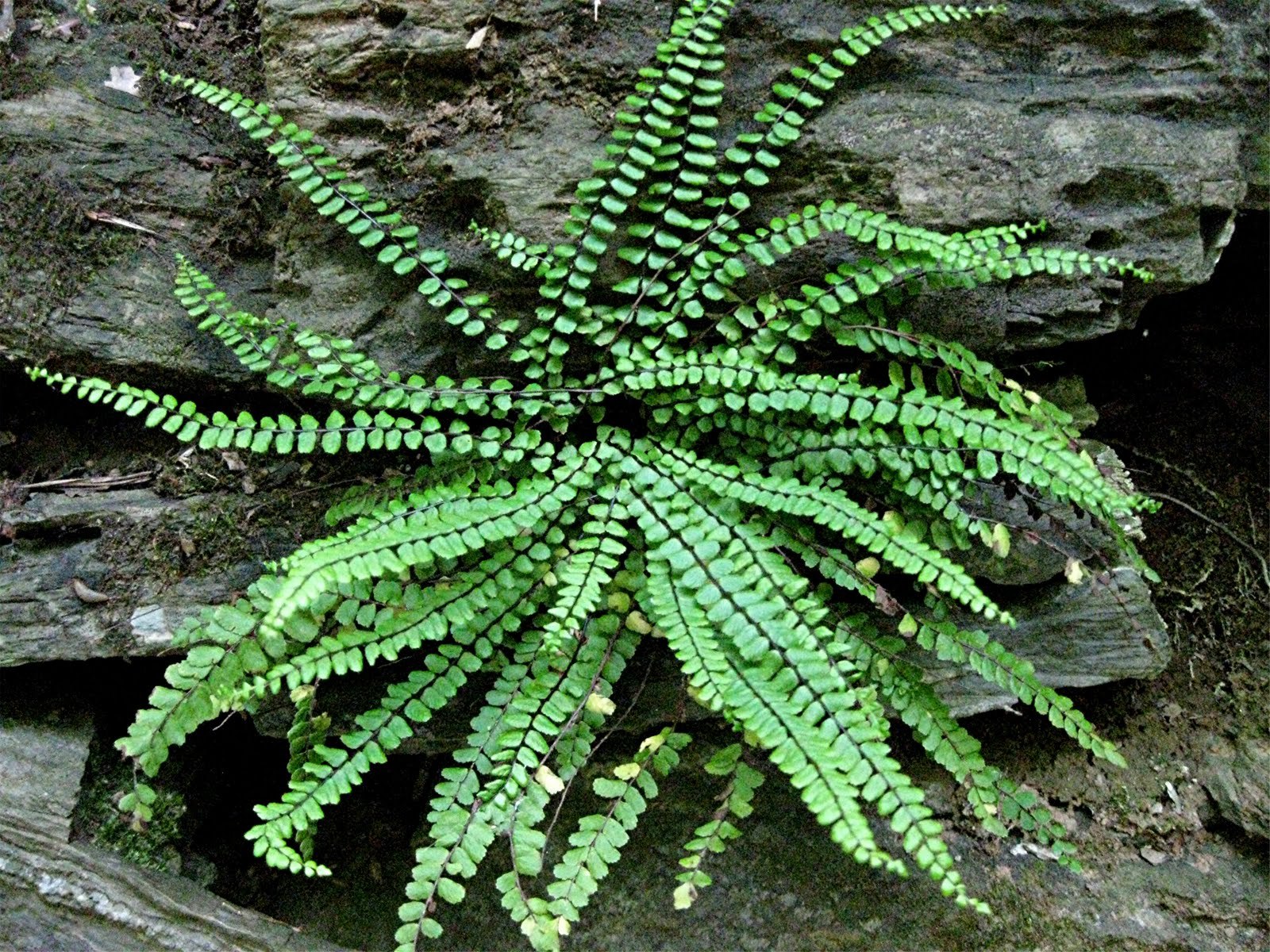 MAIDENHAIR SPLEENWORT fern 5 rhizomes Asplenium platyneuron