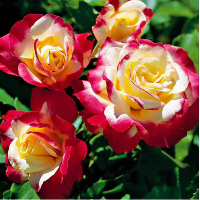 20 ROSE FLOWER SEEDS classic rare plant garden for stratification/germination