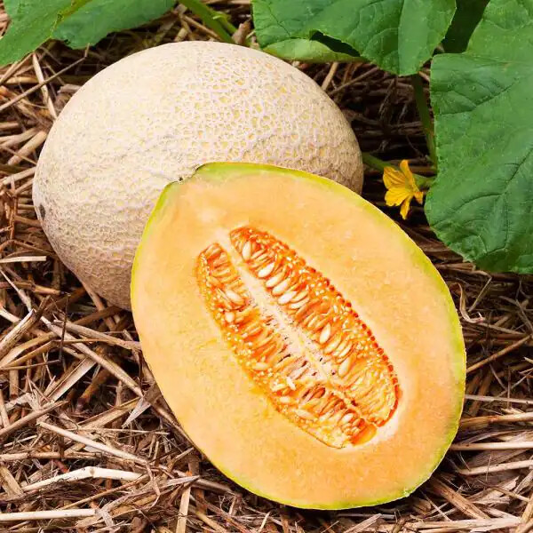 Hales Best Jumbo Cantaloupe Seeds | Heirloom – Non-GMO | Free Shipping | 1050