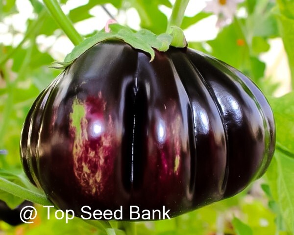 10+ Purple ribbed eggplant, Thai pumpkin eggplant seeds + Free GIFT | Heirloom