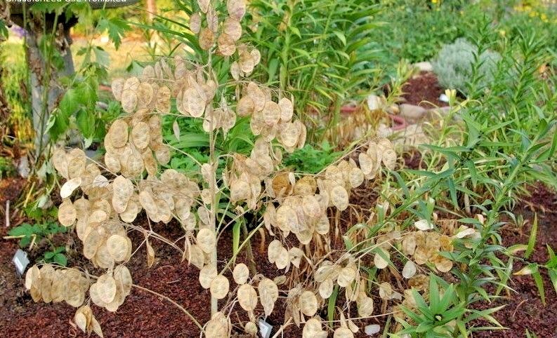50+MONEY PLANT Flower Seeds Native Wildflower Ornamental Garden Container Easy