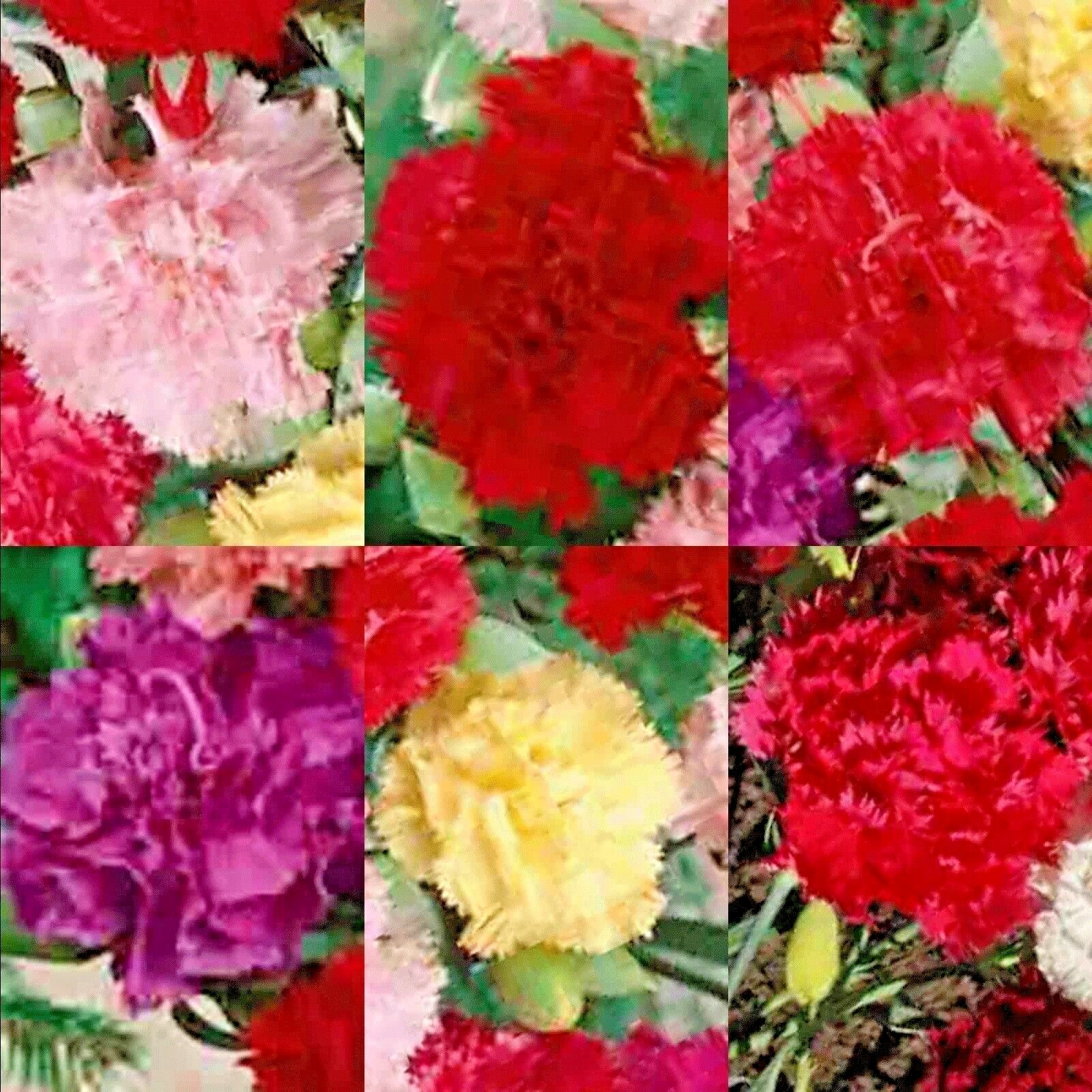 CARNATION AUTUMN MIX 100 SEEDS RARE DIANTHUS CHABAUD FLOWERS DOUBLE BLOOMS USA