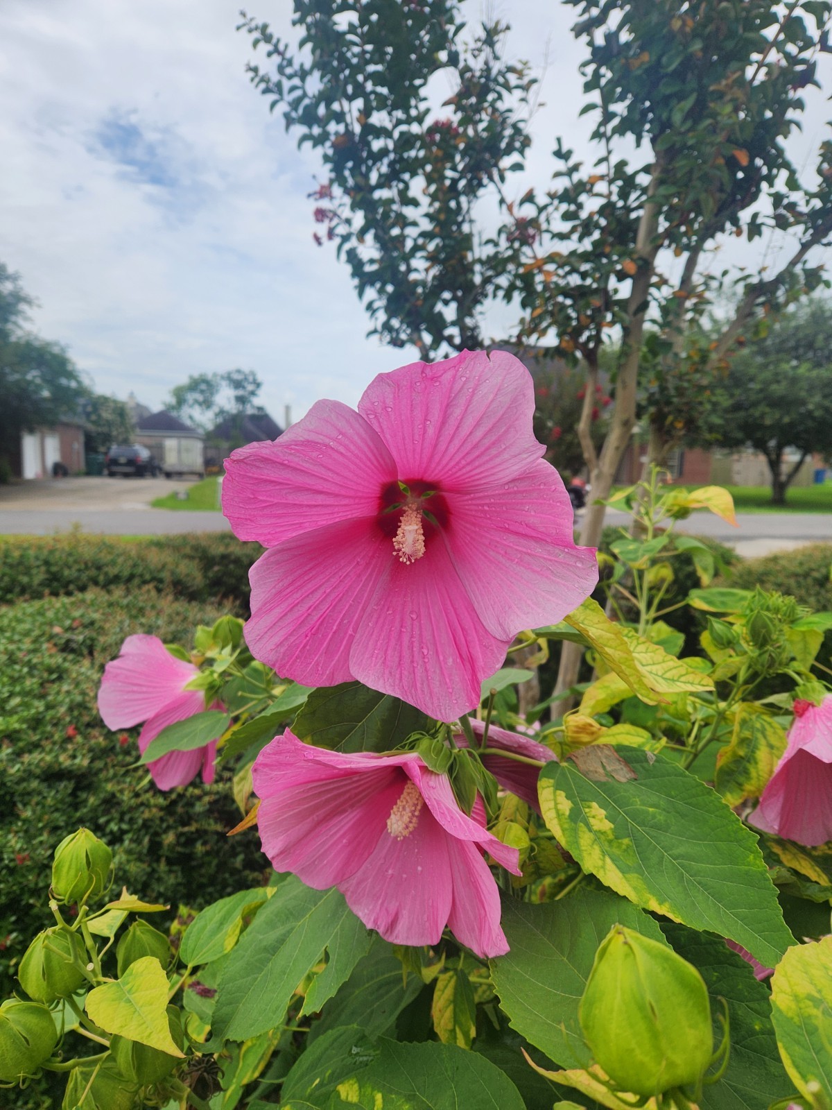 Swamp Rose Mallow Seeds 30 Hardy Hibiscus Moscheutos for 2026 Crop