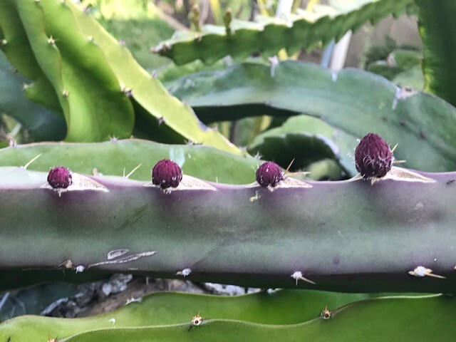 ULTRA RARE Black Dragon Fruit 12″ (1)+Black Afrikanis 12″(1) flesh cutting