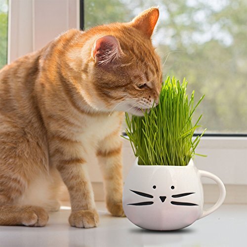 Cat Grass Seeds | Non-GMO | Herb Seeds | Seed Store | Free Shipping | 1173