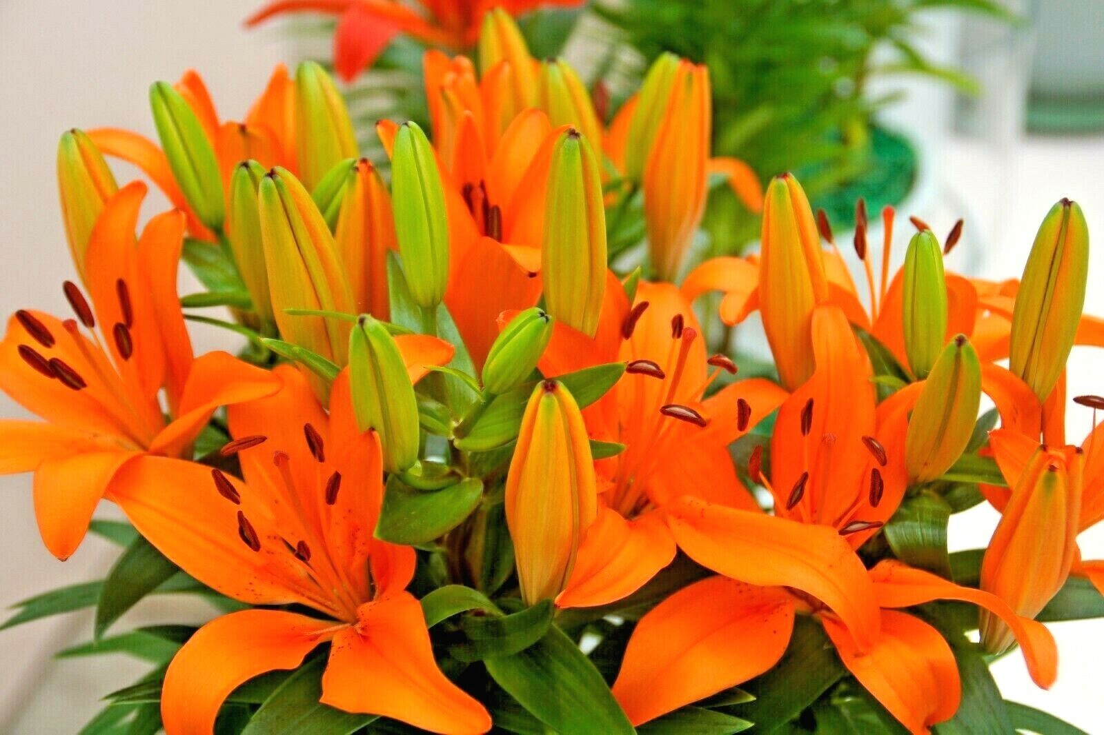 15 MATRIX ASIATIC LILY SEEDS – Lilium Matrix