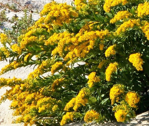 CANADA GOLDENRODE Solidago Canadensis – 50,000 Bulk Seeds
