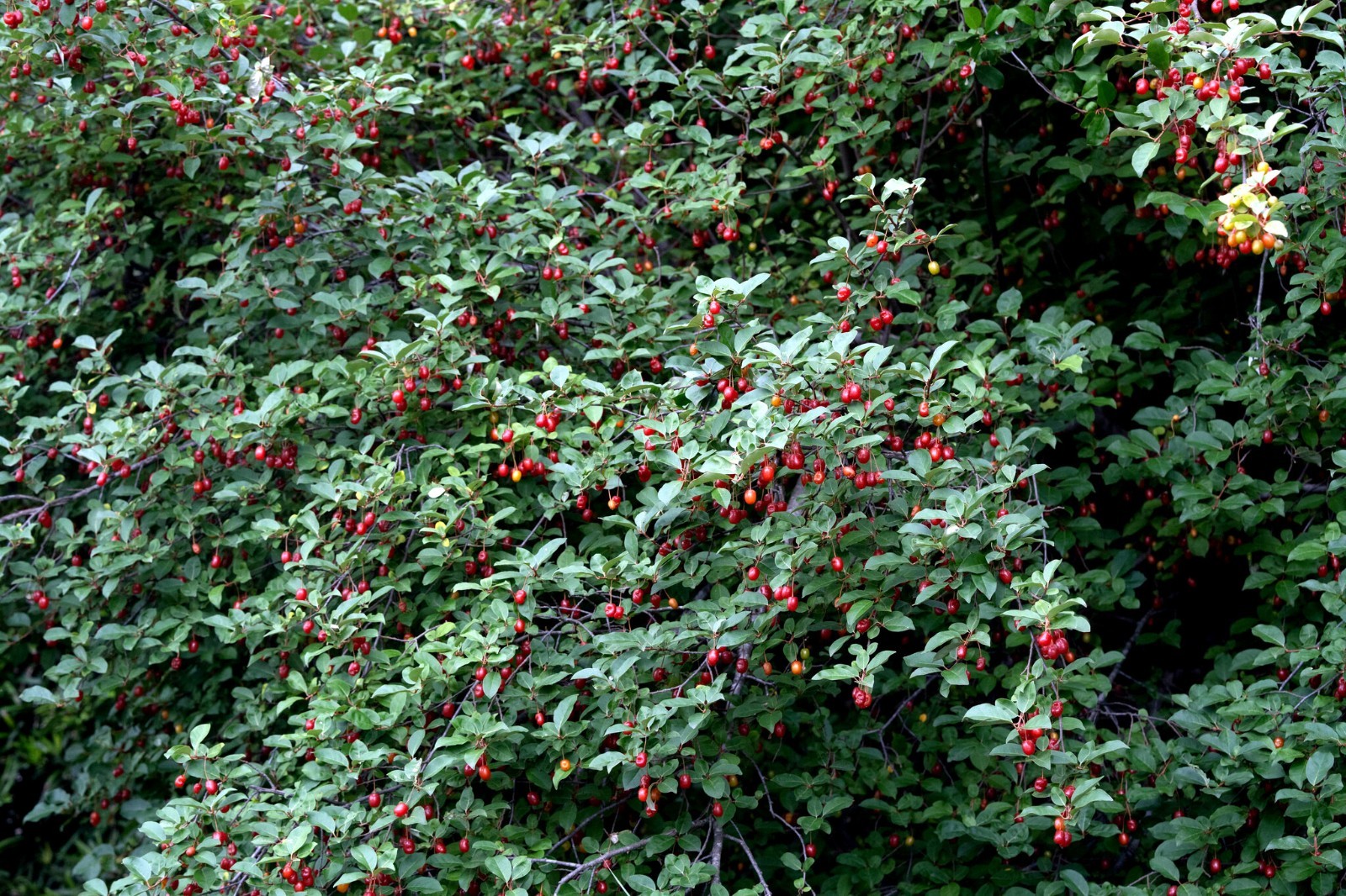 Goumi Berry Tree Seeds Elaeagnus multiflora Rare Hardy Cherry Silverberry Fruit