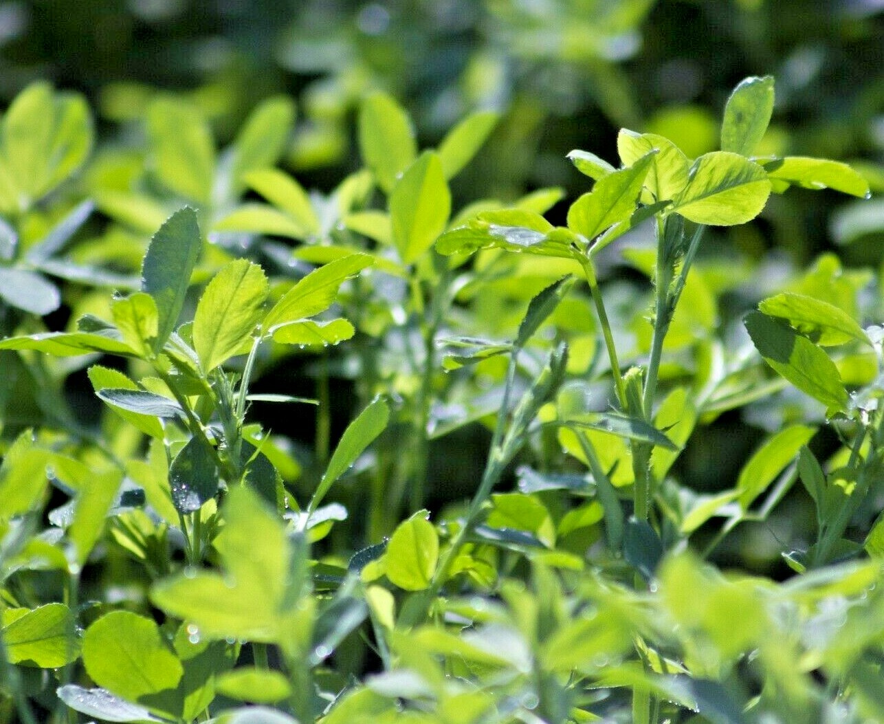 ALFALFA 150 SEEDS SPRING GARDEN MICROGREENS COVER CROP GREENS JUICING HEIRLOOM