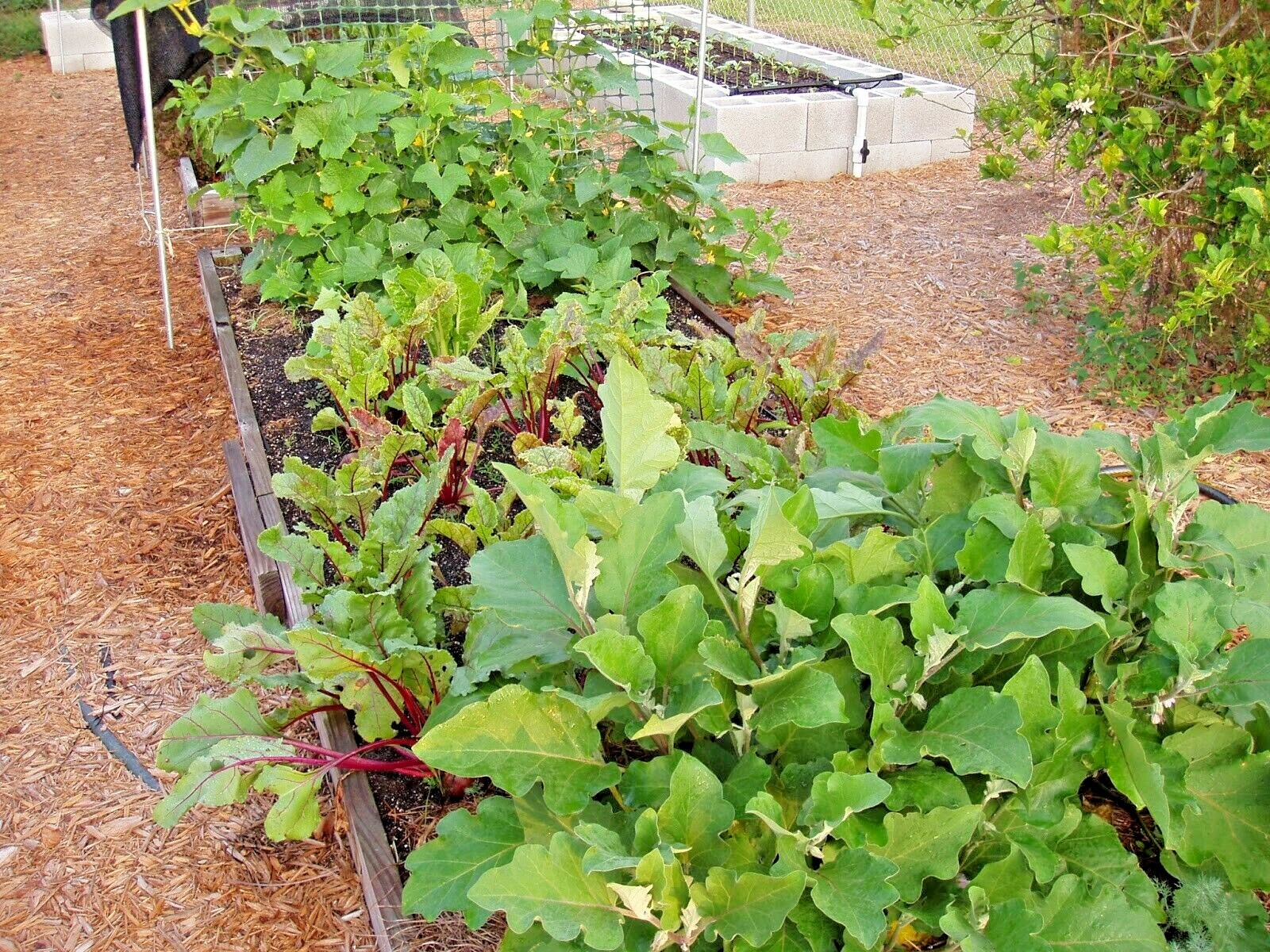 101+EARLY WONDER Beet Seeds Native Heirloom Vegetable Garden Patio Container