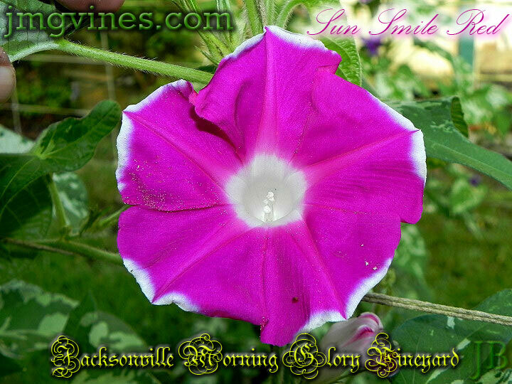 Sun Smile Red Japanese Morning Glory 6 Seeds