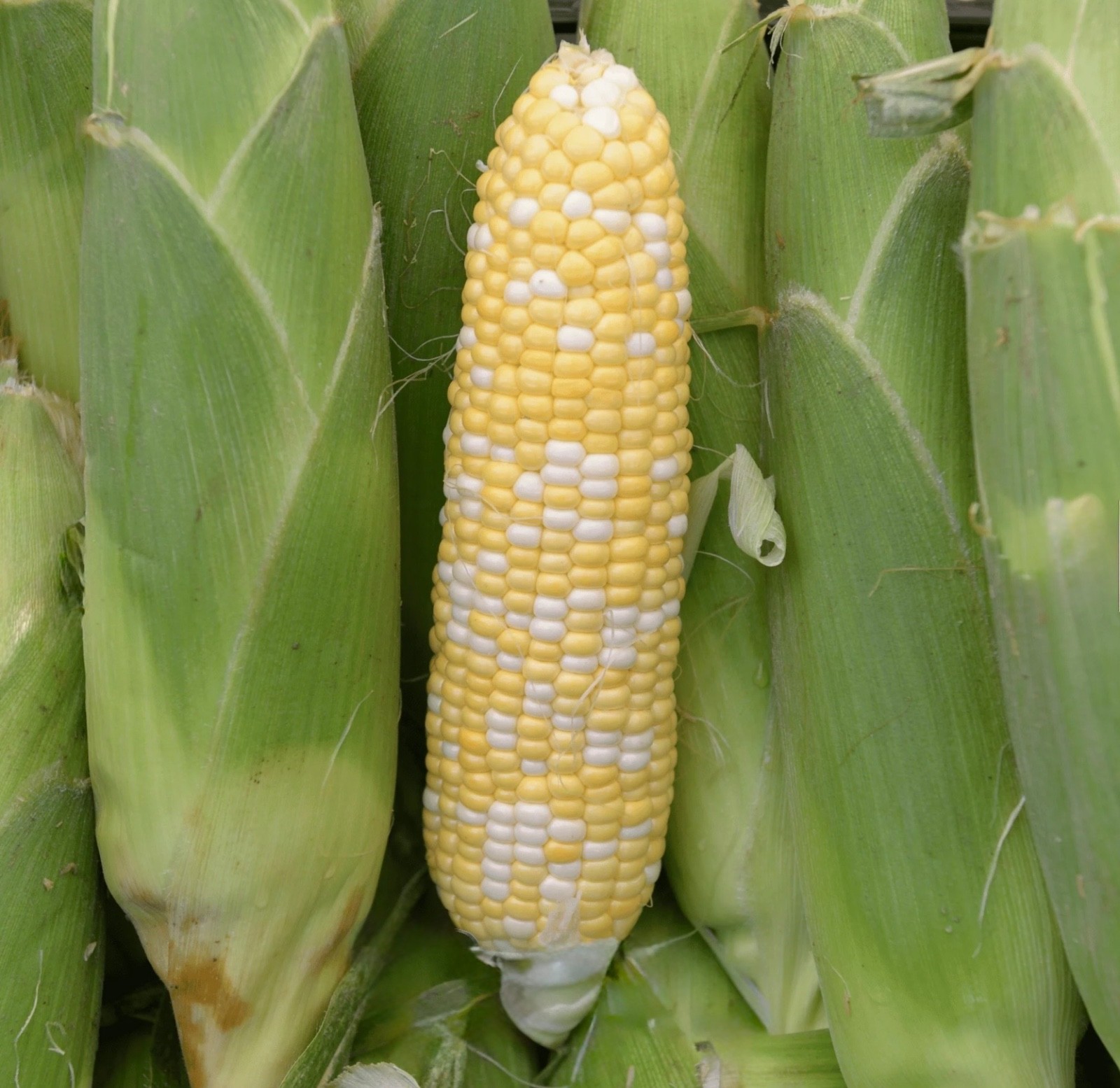 Peaches & Cream Sweet Corn Seeds, Bicolor Non-GMO Hybrid, Fresh 2026 USA Seller