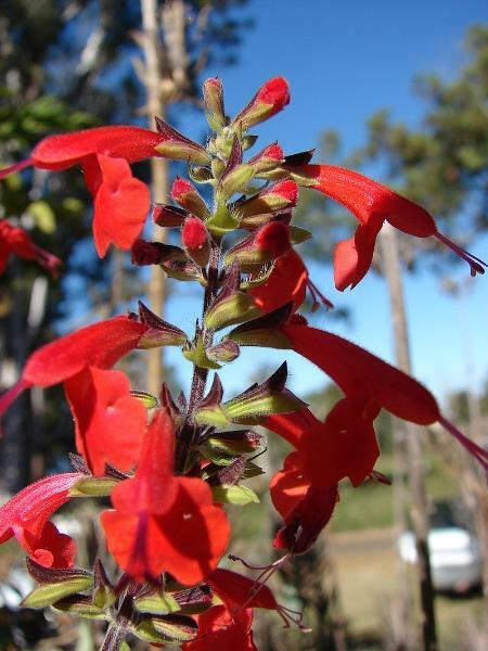 Salvia coccinea | Scarlet or Blood Sage | Hummingbird Salvia | 100 Seeds