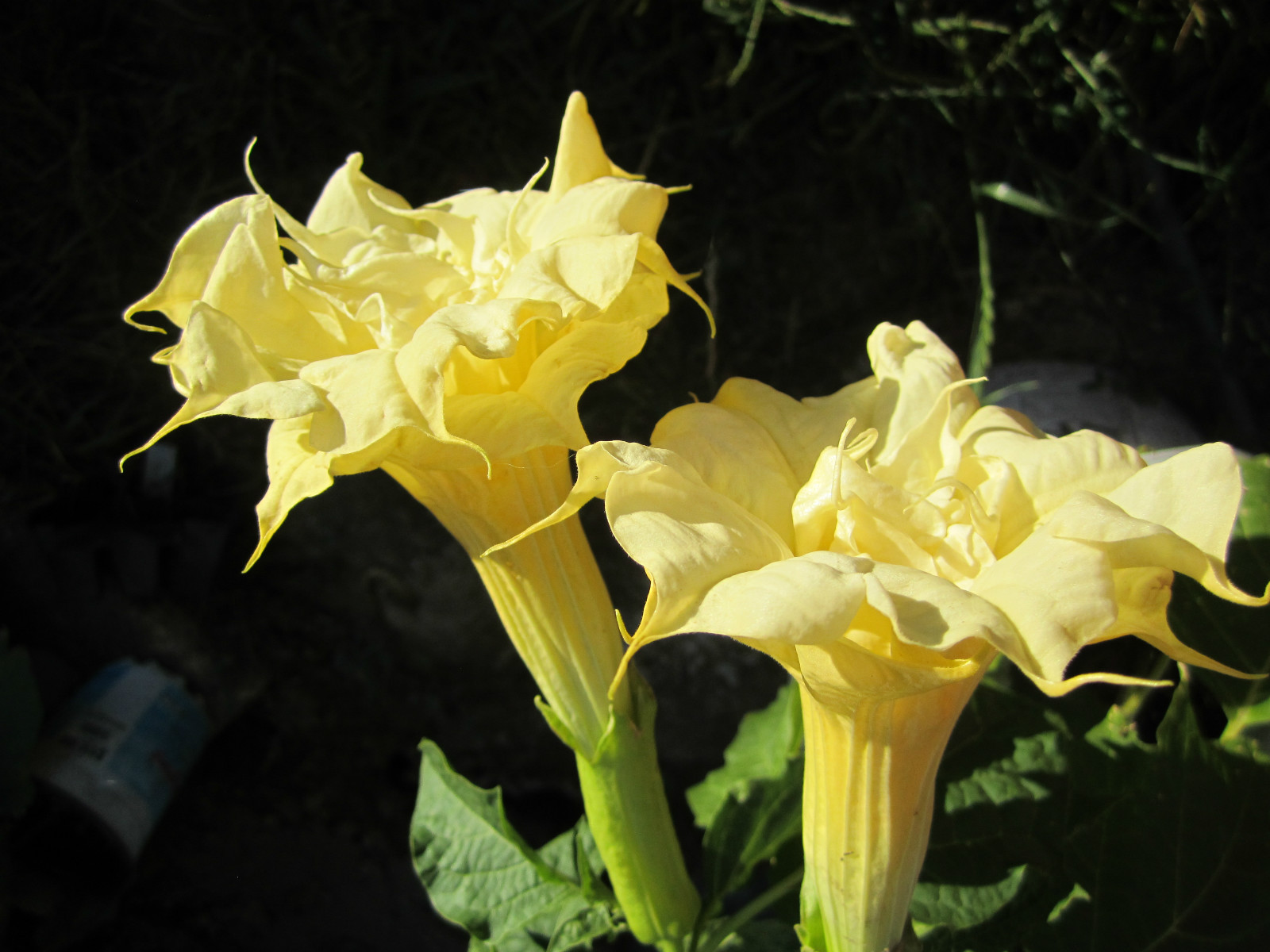 Double Purple & Yellow Angel Trumpet Mix Datura/ Brugmansia Fragrant – seeds 15