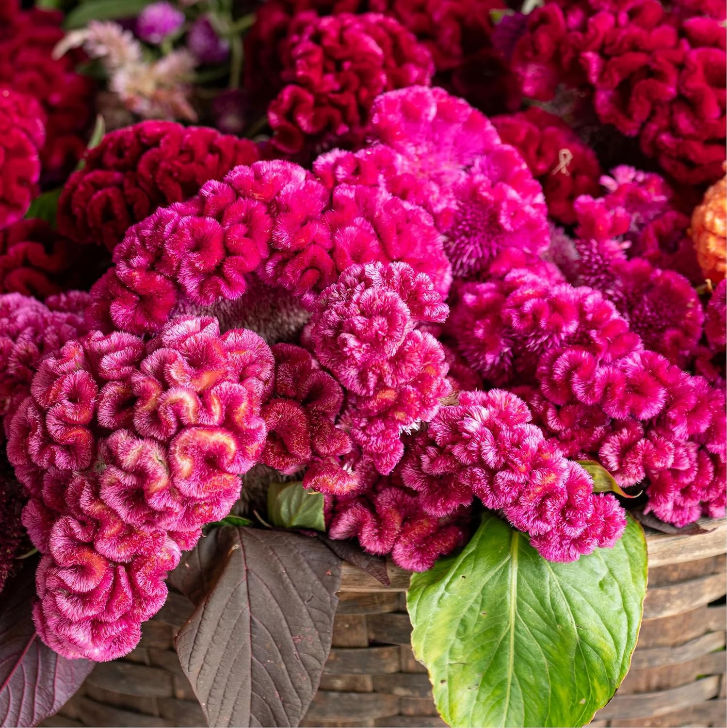Mixed Cockscomb Seeds (Celosia Cristata) – 300 Pcs Annual, Heat & Drought Tolera