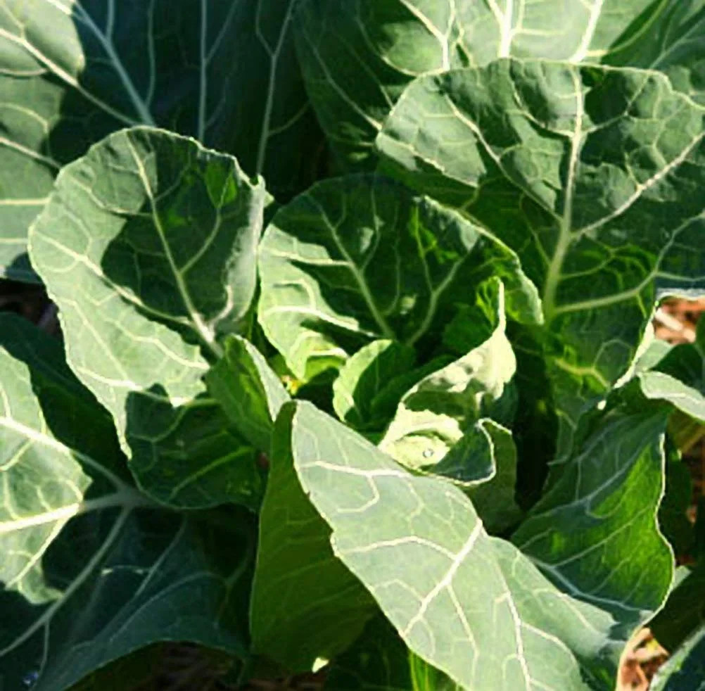 Morris Heading Collard Seeds, Carolina Cabbage, NON-GMO, Heirloom, FREE SHIPPING