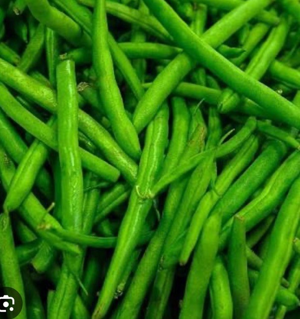 BEAN, PROVIDER BUSH, HEIRLOOM, 100 SEEDS, NON GMO, GREEN BEANS