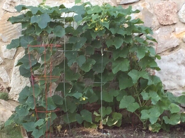 60 organic SUYO LONG SOOYOW SUHYO burpless Japanese cucumber seeds 帶刺小黃瓜 四葉胡瓜