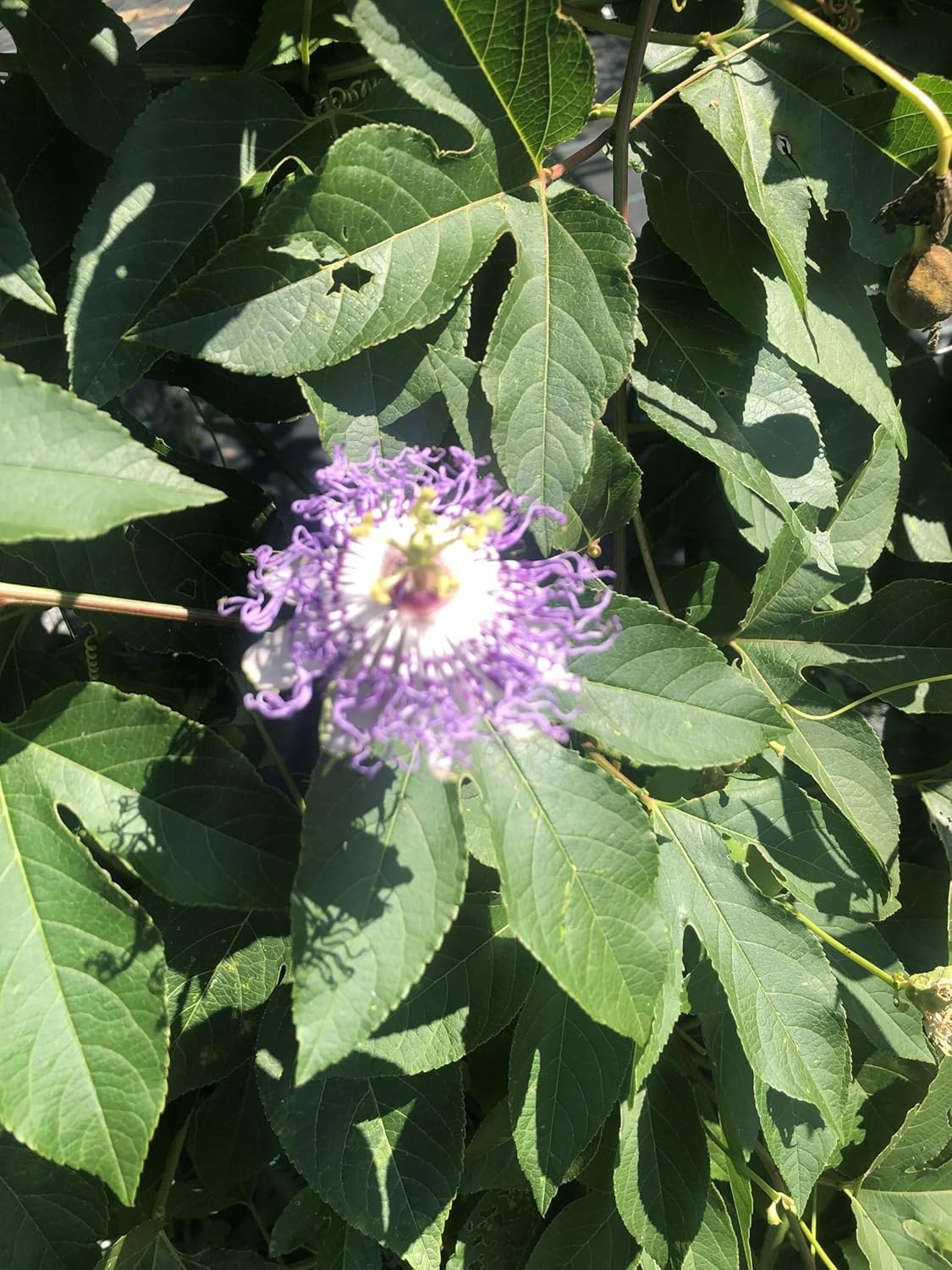Vibrant Passion Flower Seeds – Organic 30 Count for Pollinator-Friendly Gardens