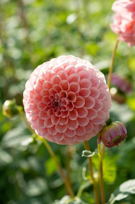 1 – Linda’s Baby Ball Dahlia Flower Bulb Tuber