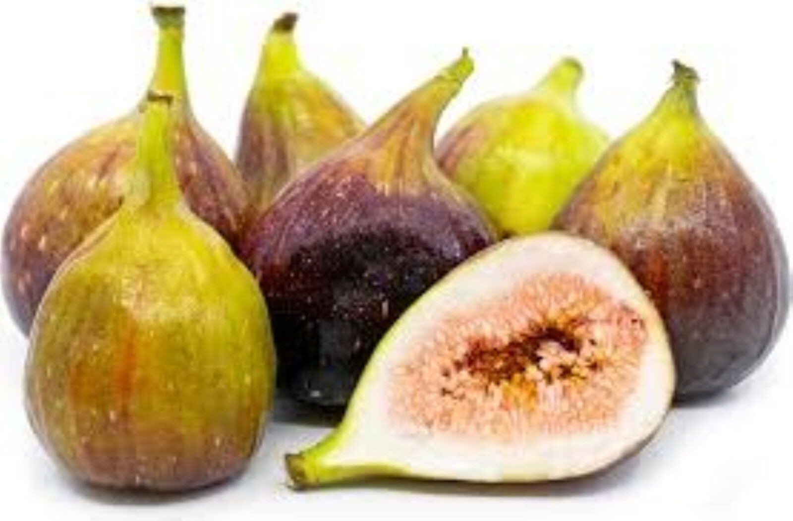 36-48″ tall Brown Turkey Fig Plant – Ficus carica tree
