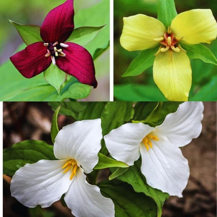 Trillium Mixed ( Trillium erect) | Bulbs