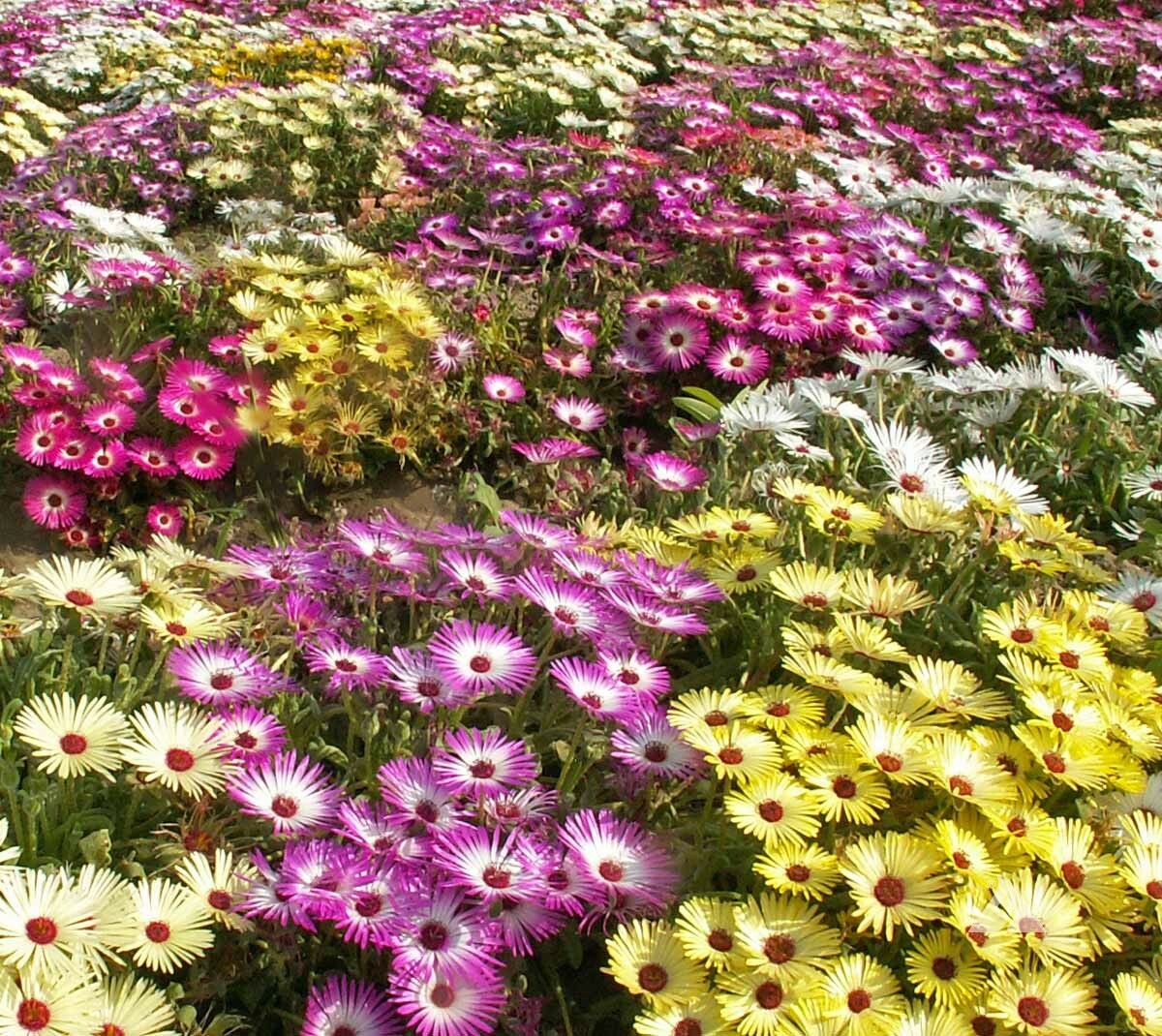 1oz Ice plant Flower Seeds Mixed Dorotheanthus bellidiformis IcePlant