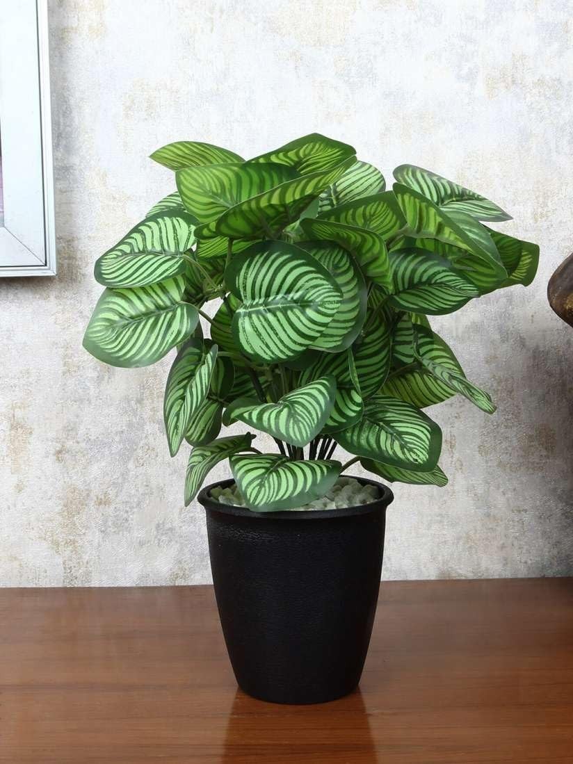 100pcs Green Calathea Plant Seeds for Planting, Tropical Foliage Seeds for In…