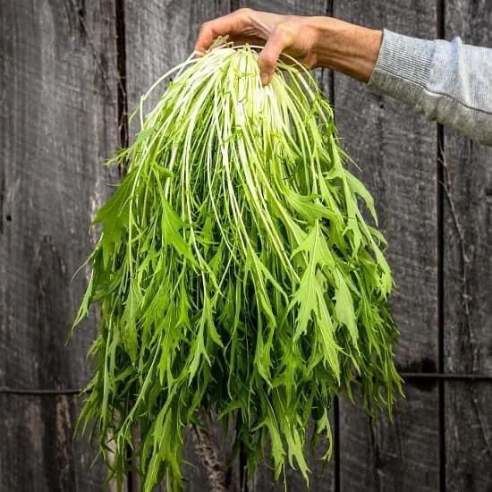 Cai Ngot Duoi Phung Xanh 1000 seeds + 500 Free, easy to Grow Cải Đuôi Phụng