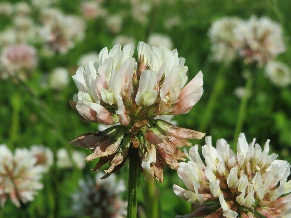 15200+ White Dutch Clover Seeds, Heirloom, Garden FRESH Perennial Flower seeds