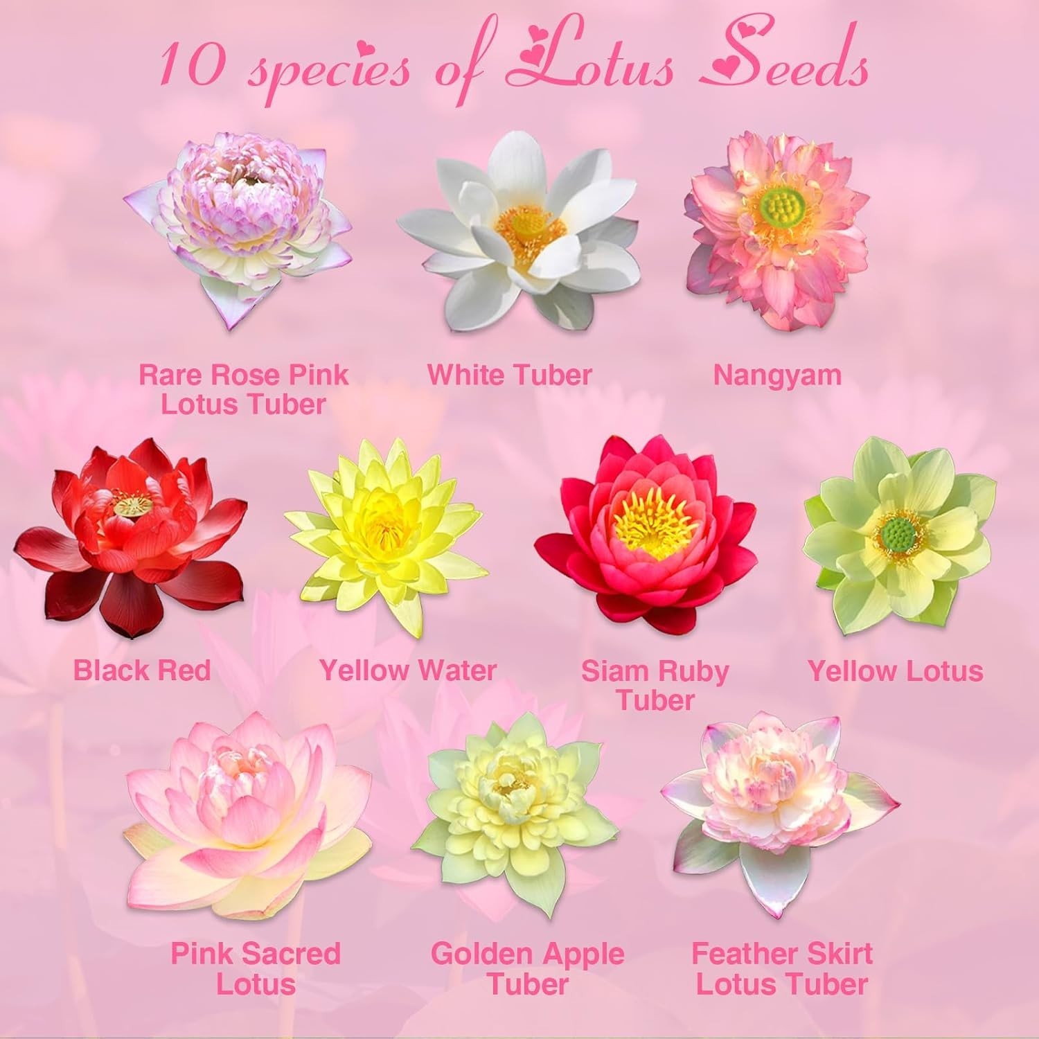 200pcs Lotus Seeds – 10 Unique Varieties